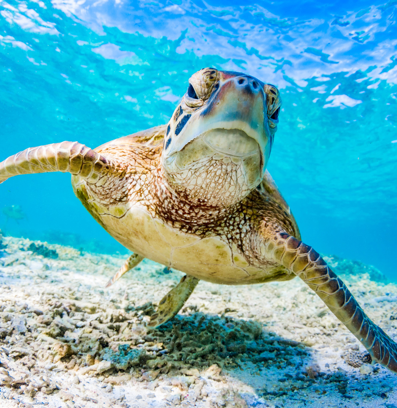 Sea turtle swimming